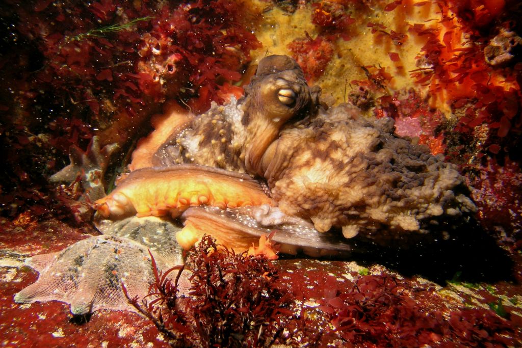 Wrinkled octopus in his garden at Kingston blowhole Tasmania, Australia